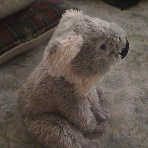 stuffed animal koala